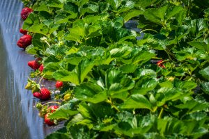 Allotments meeting